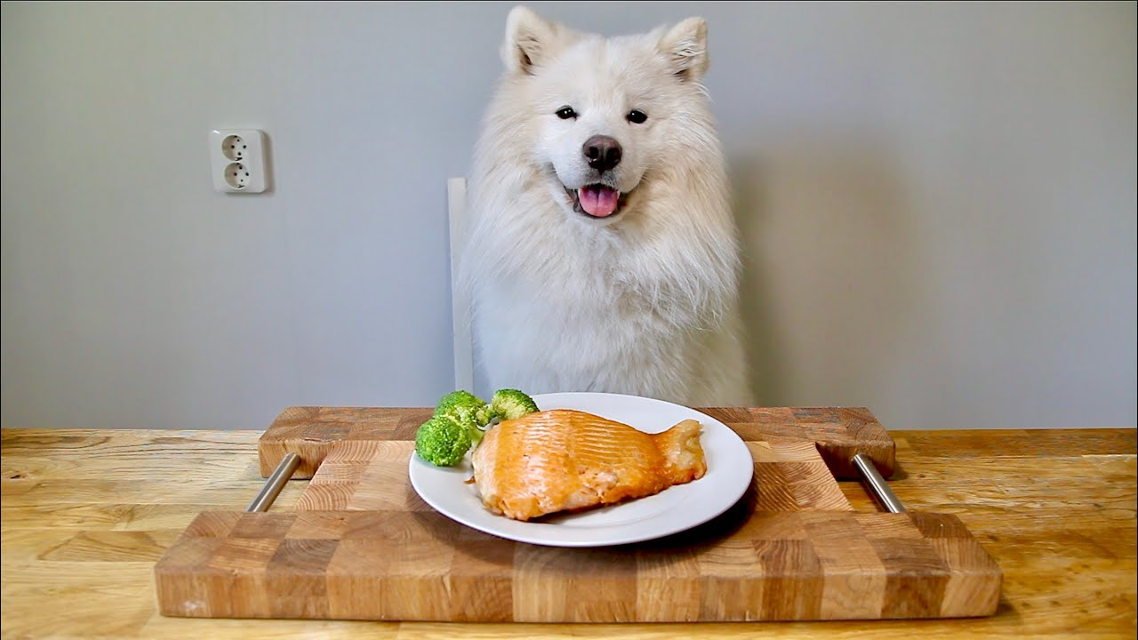Dog Diet You Need To Know