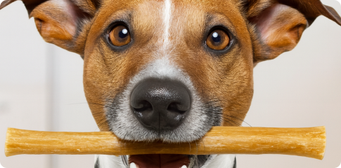 The Truth About Bully Sticks