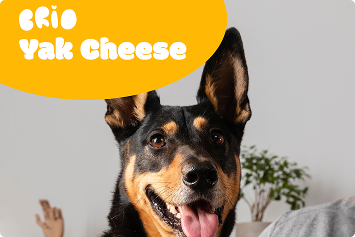 Why Yak Cheese? The Ancient Superfood for Dogs | BRIO
